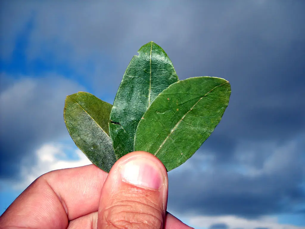 Sacred Plants and Spiritual Practices