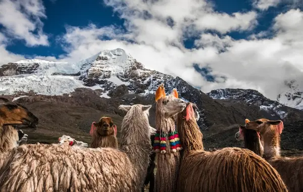 The vital role of llamas in the Inca Empire