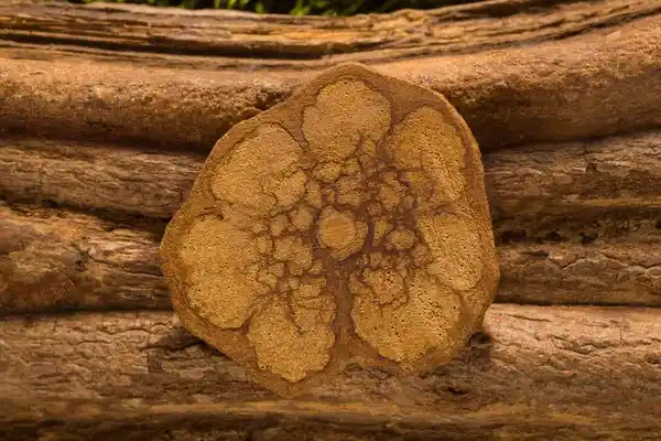 medicinal plants