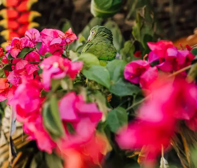 Flora and Fauna of the Peruvian Jungle