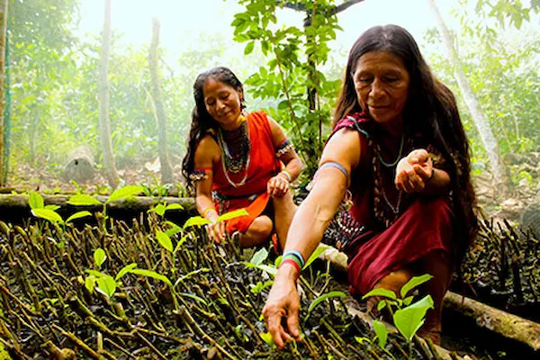 Medicinal plants