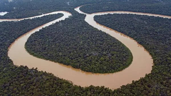 The Amazon Rainforest: A Biodiversity Treasure