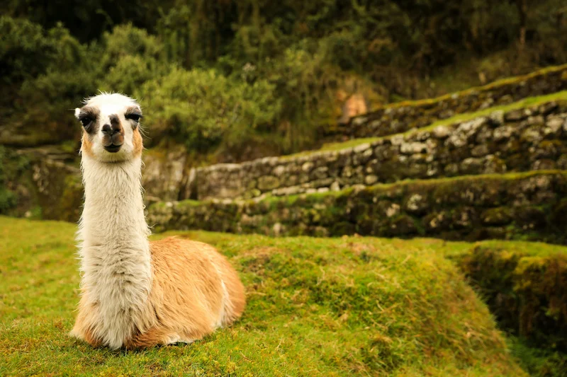 Inca Ruins in Cusco