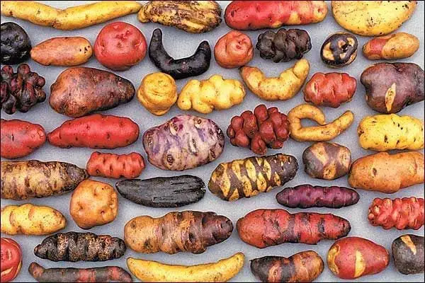 potatoes in peru,