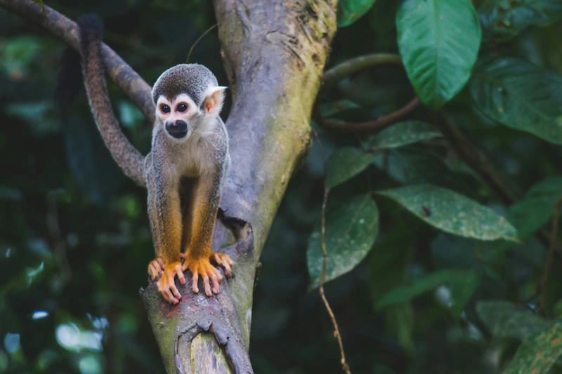 Preparing for your Amazon adventure