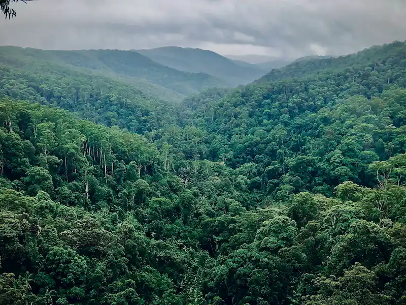 rainforest expedition