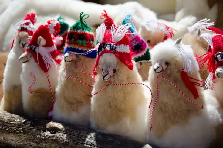 alpaca