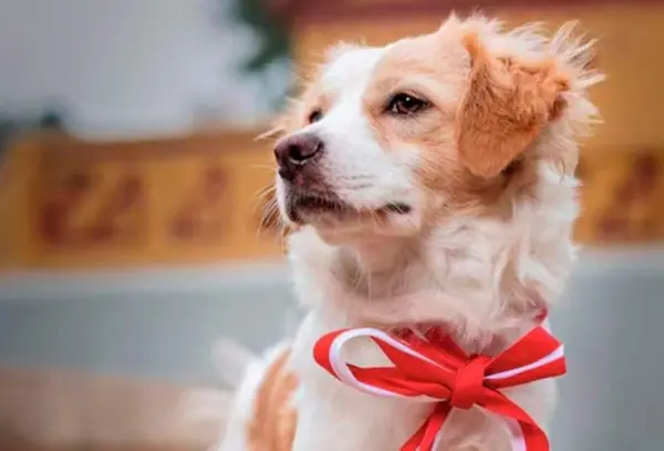 The chiribaya dog and Andean belief systems
