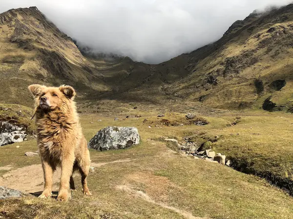 The story behind the chiribaya dog