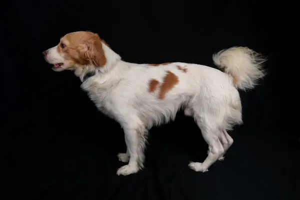 The story behind the chiribaya dog
