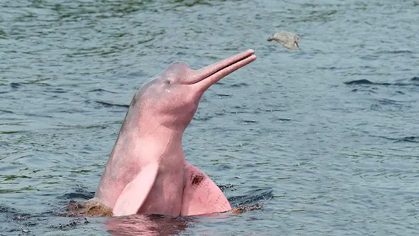 Amazon pink dolphin in indigenous Amazonian culture