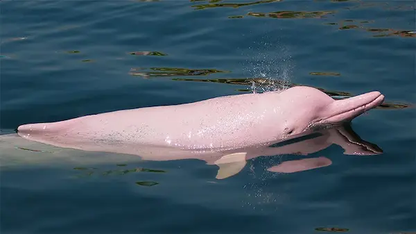 Amazon pink dolphin swimming in the Amazon River