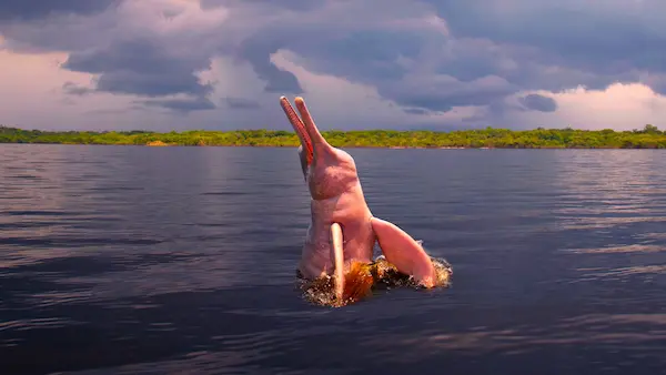 Amazon pink dolphin in the Amazon River at sunset