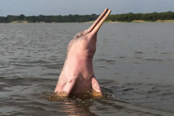 Amazon pink dolphin species Inia geoffrensis in freshwater river