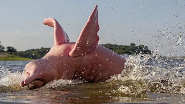 Scientific research on the amazon pink dolphin in South America