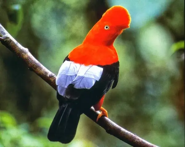 Andean cock of the rock bird in Peru rainforest