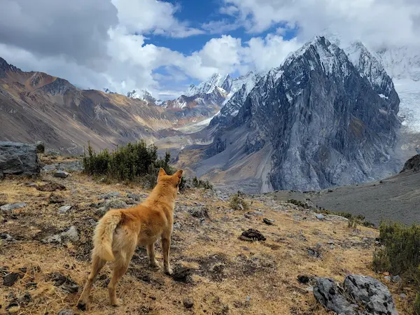 endangered dogs breeds native to Cusco, Peru, highlighting rare cultural and historical significance