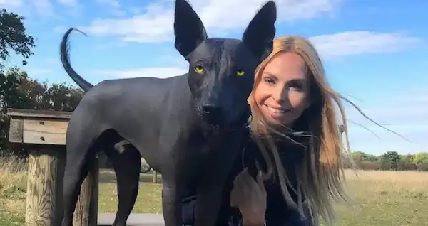 endangered dogs breeds in Peru representing cultural heritage and preservation efforts