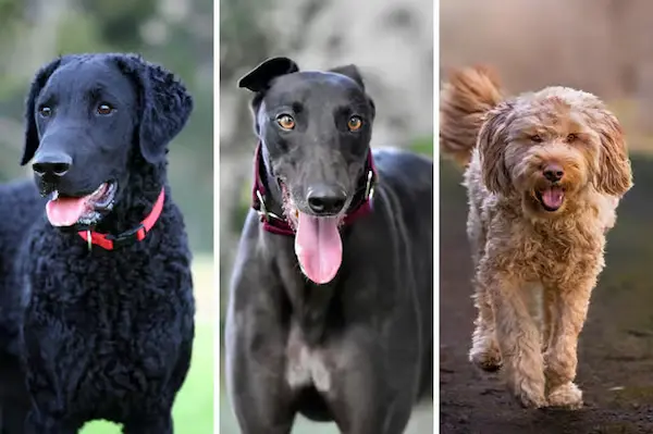 Future of endangered dog breeds preservation
