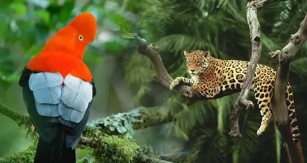 National animals of Peru in natural Andean and rainforest landscapes