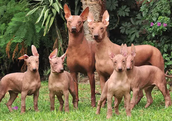 Peruvian Hairless Dog in natural environment