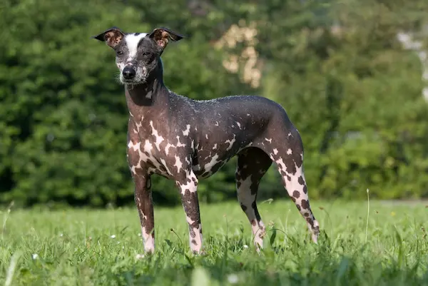 Peruvian Inca Orchid dog native hairless breed