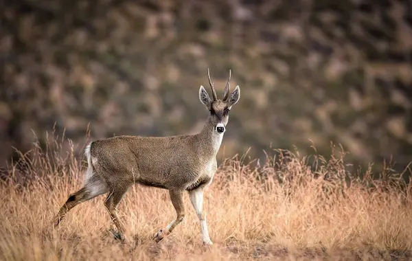 Taruca deer in the highlands of Peru