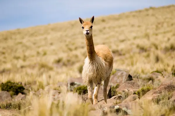 Vicuña in the Andes mountains of Peru