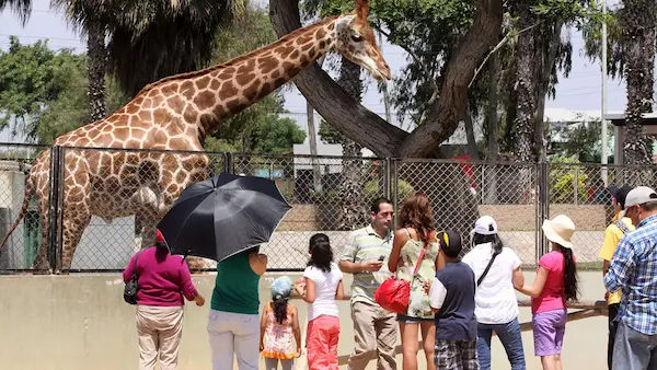 Guidelines for safe wildlife encounters in Peru