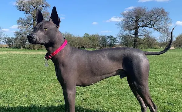 Xoloitzcuintli sacred dog from Latin America