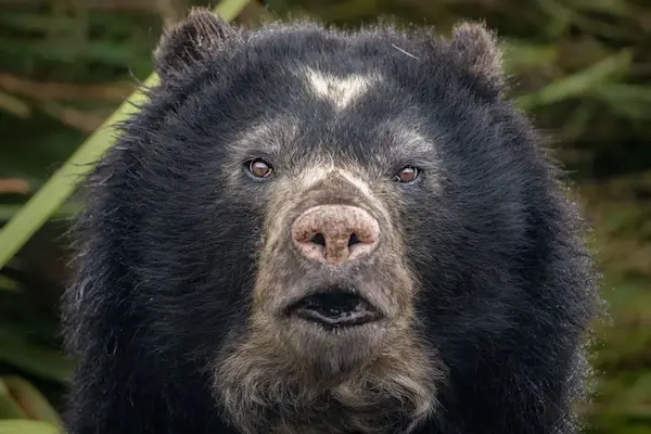 Andean spectacled bear, one of the dangerous animals in Peru