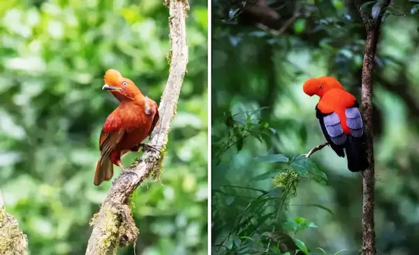 Tourist photographing male Andean cock of the rock in cloud forest