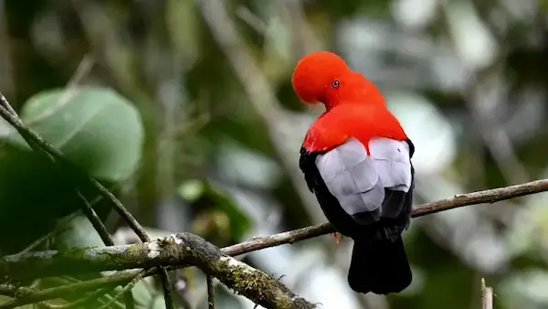 Andean cock of the rock displaying bright plumage and head crest, illustrating andean cock of the rock adaptations