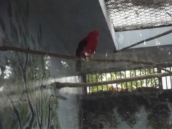 Andean cock of the rock in a conservation enclosure