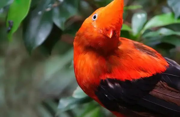 Male Andean cock of the rock perched in a cloud forest of Peru