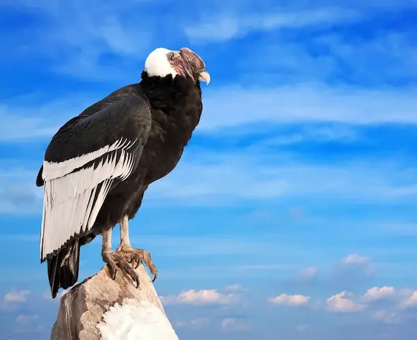 Andean condor soaring over mountains, part of the fauna of Peru