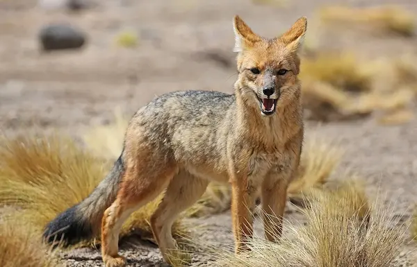 Andean fox in mountainous regions, part of the fauna of Peru