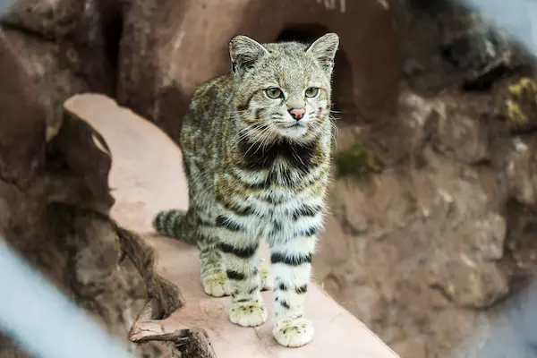 Andean mountain cat in Peru, part of dangerous animals in Peru