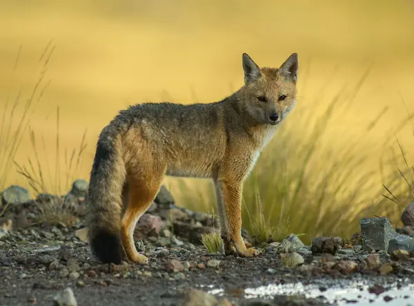 andes mountain animals Andean fox Peru mountains wildlife predator ecosystem