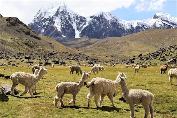 andes mountain animals Peru wildlife Andes mountains ecosystem nature guide