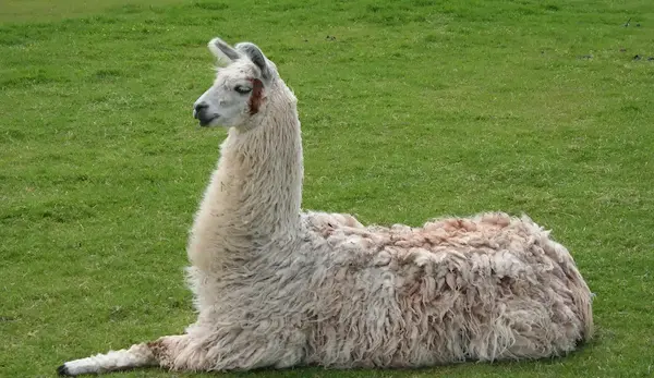 andes mountain animals llama Peru Andes trekking domestic camelid culture