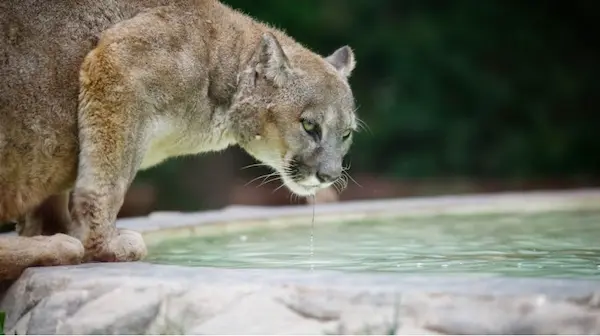 andes mountain animals Andean puma Peru mountains predator wildlife nature