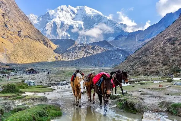 andes mountain animals trekking Peru Inca Trail wildlife hiking Andes adventure