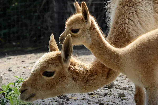 andes mountain animals vicuña Peru Andes highlands camelid wildlife nature