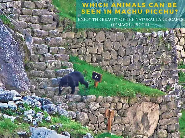 Dangerous animals in Peru representing wildlife awareness and safe travel practices