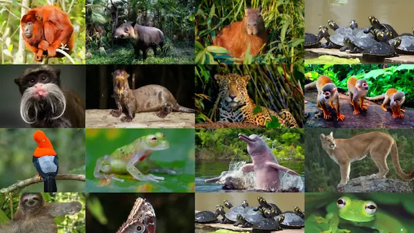 Dangerous animals found in the wilds of Cusco, Peru