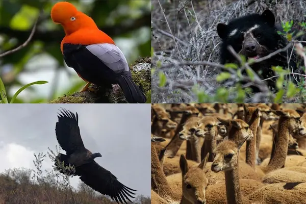 Ecological importance of wildlife in Peru, example of the fauna of Peru