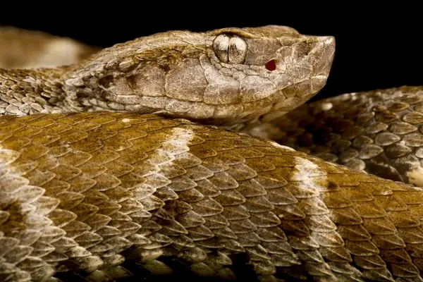 fer-de-lance snake, a venomous dangerous animal in Peru