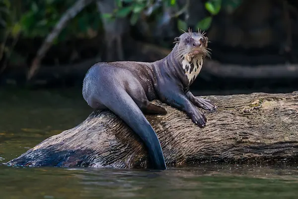 giant river otters, potentially dangerous animals in Peru