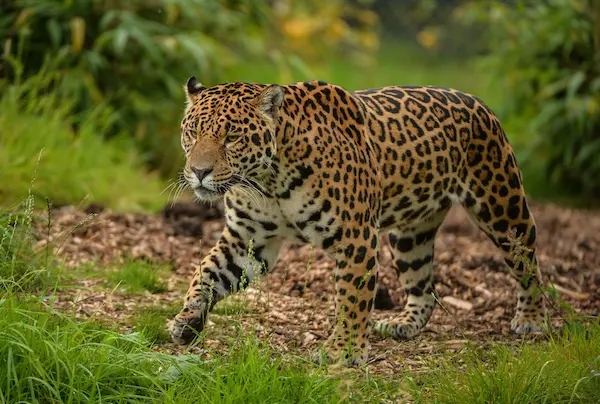 Jaguar in the Peruvian Amazon rainforest, one of the fauna of Peru